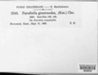 Pseudomeliola grammodes image